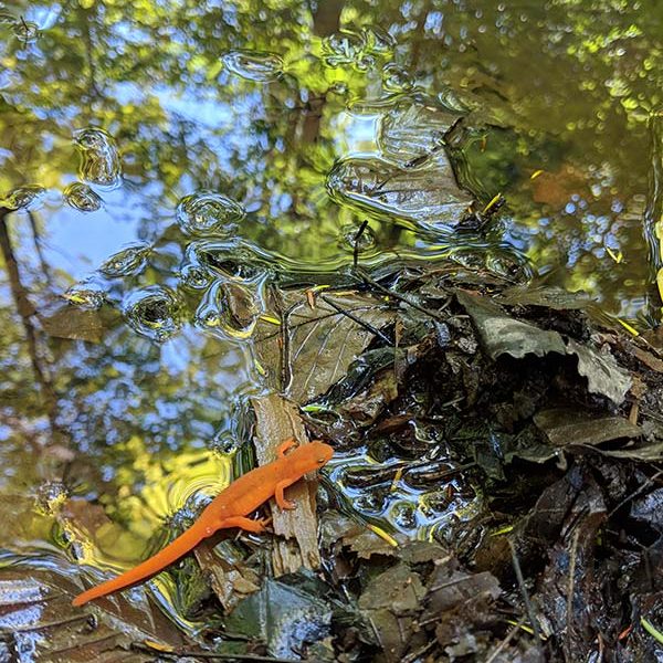 a newt enjoys his wetland habitat