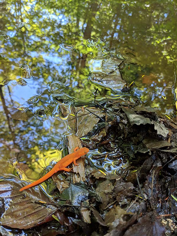 a newt enjoys his wetland habitat